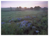 Misty Morning Over Prairie, Tallgrass Prairie National Preserve, Kansas-Paper Art-50,,X38,,