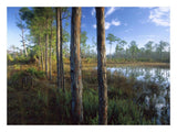 Pond Near The Loxahatchee River, Jonathan Dickinson State Park, Florida-Paper Art-26,,X20,,