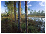 Pond Near The Loxahatchee River, Jonathan Dickinson State Park, Florida-Paper Art-42,,X32,,