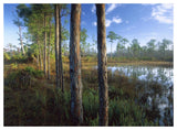 Pond Near The Loxahatchee River, Jonathan Dickinson State Park, Florida-Paper Art-50,,X38,,