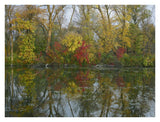 Autumn Reflection On Marsh'S Lake, Spruce Woods Provincial Park, Canada-Paper Art-34,,X26,,