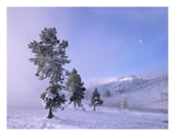 Snow-Covered Pines With Half Moon In Yellowstone National Park, Wyoming-Paper Art-26,,X20,,
