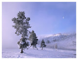 Snow-Covered Pines With Half Moon In Yellowstone National Park, Wyoming-Paper Art-42,,X32,,