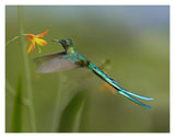 Long-Tailed Sylph Feeding On Flower Nectar, Jurong Bird Park, Singapore-Paper Art-18,,X14,,