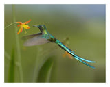 Long-Tailed Sylph Feeding On Flower Nectar, Jurong Bird Park, Singapore-Paper Art-26,,X20,,
