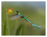 Long-Tailed Sylph Feeding On Flower Nectar, Jurong Bird Park, Singapore-Paper Art-34,,X26,,