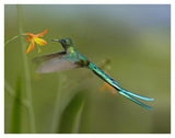 Long-Tailed Sylph Feeding On Flower Nectar, Jurong Bird Park, Singapore-Paper Art-42,,X32,,