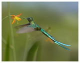 Long-Tailed Sylph Feeding On Flower Nectar, Jurong Bird Park, Singapore-Paper Art-50,,X38,,