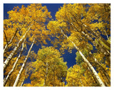 Aspen Grove In Fall Colors, Maroon Bells, Snowmass Wilderness, Colorado-Paper Art-34,,X26,,