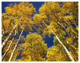 Aspen Grove In Fall Colors, Maroon Bells, Snowmass Wilderness, Colorado-Paper Art-50,,X38,,
