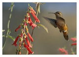 Broad-Tailed Hummingbird Feeding On Flower Nectar, Santa Fe, New Mexico-Paper Art-34,,X26,,