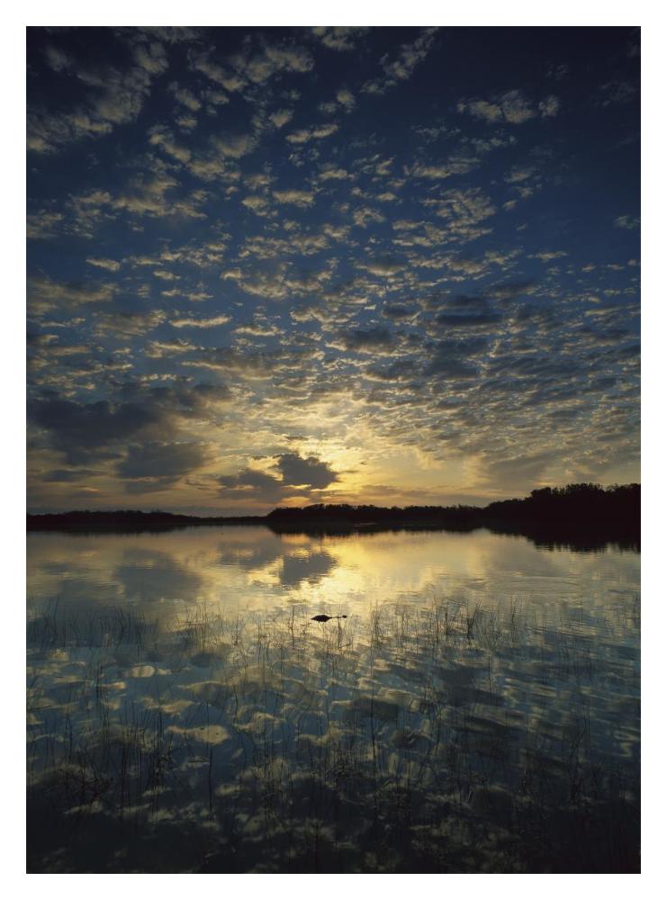 American Alligator In Nine-Mile Pond, Everglades National Park, Florida-Paper Art-14,,X18,,