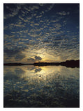 American Alligator In Nine-Mile Pond, Everglades National Park, Florida-Paper Art-14,,X18,,