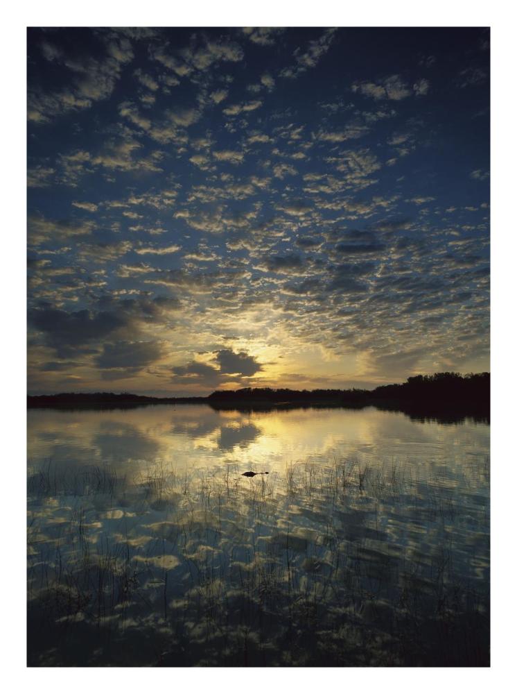 American Alligator In Nine-Mile Pond, Everglades National Park, Florida-Paper Art-20,,X26,,