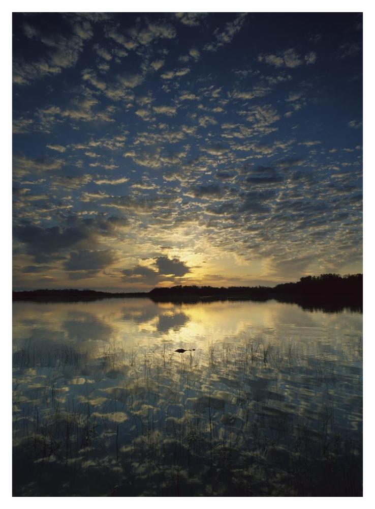 American Alligator In Nine-Mile Pond, Everglades National Park, Florida-Paper Art-32,,X42,,