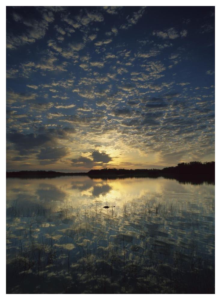 American Alligator In Nine-Mile Pond, Everglades National Park, Florida-Paper Art-38,,X50,,