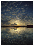 American Alligator In Nine-Mile Pond, Everglades National Park, Florida-Paper Art-38,,X50,,
