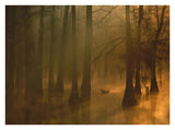 Mallard Pair In Cypress Swamp, Calcasieu River, Lake Charles, Louisiana-Paper Art-34,,X26,,