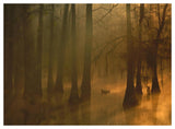 Mallard Pair In Cypress Swamp, Calcasieu River, Lake Charles, Louisiana-Paper Art-50,,X38,,