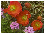 Claret Cup Cactus And Verbena Detail Of Flowers In Bloom, North America-Paper Art-34,,X26,,