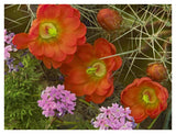 Claret Cup Cactus And Verbena Detail Of Flowers In Bloom, North America-Paper Art-42,,X32,,