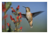 Rufous Hummingbird Feeding On The Nectar Of A Desert Figwort New Mexico-Paper Art-26,,X18,,