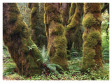 Mossy Big-Leaf Maples, Hoh Rainforest, Olympic National Park, Washington-Paper Art-42,,X32,,
