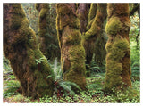 Mossy Big-Leaf Maples, Hoh Rainforest, Olympic National Park, Washington-Paper Art-50,,X38,,
