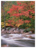 Autumn Along Swift River, White Mountains National Forest, New Hampshire-Paper Art-38,,X50,,