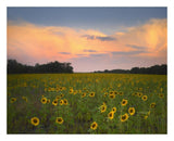 Common Sunflower Field Near Flint Hills National Wildlife Refuge, Kansas-Paper Art-26,,X22,,