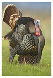Wild Turkey Male In Cortship Display, Palo Duro Canyon State Park, Texas-Paper Art-14,,X20,,