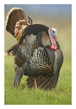 Wild Turkey Male In Cortship Display, Palo Duro Canyon State Park, Texas-Paper Art-18,,X26,,