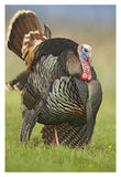 Wild Turkey Male In Cortship Display, Palo Duro Canyon State Park, Texas-Paper Art-26,,X38,,