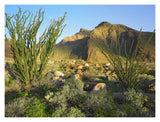 Ocotillo Borrego Palm Canyon, Anza-Borrego Desert State Park, California-Paper Art-18,,X14,,