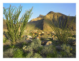 Ocotillo Borrego Palm Canyon, Anza-Borrego Desert State Park, California-Paper Art-26,,X20,,