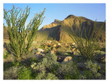 Ocotillo Borrego Palm Canyon, Anza-Borrego Desert State Park, California-Paper Art-34,,X26,,