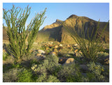 Ocotillo Borrego Palm Canyon, Anza-Borrego Desert State Park, California-Paper Art-42,,X32,,