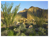 Ocotillo Borrego Palm Canyon, Anza-Borrego Desert State Park, California-Paper Art-50,,X38,,