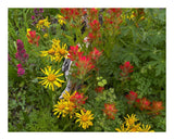 Orange Sneezeweed And Indian Paintbrush Flowers In Meadow, North America-Paper Art-22,,X18,,