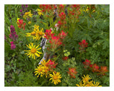 Orange Sneezeweed And Indian Paintbrush Flowers In Meadow, North America-Paper Art-26,,X22,,