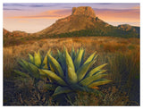Casa Grande Butte With Agave In Foreground, Big Bend National Park, Texas-Paper Art-50,,X38,,