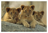 African Lion Three Cubs Resting On A Rock, Hwange National Park, Zimbabwe-Paper Art-20,,X14,,