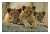 African Lion Three Cubs Resting On A Rock, Hwange National Park, Zimbabwe-Paper Art-26,,X18,,