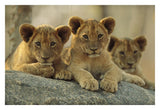African Lion Three Cubs Resting On A Rock, Hwange National Park, Zimbabwe-Paper Art-32,,X22,,