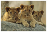African Lion Three Cubs Resting On A Rock, Hwange National Park, Zimbabwe-Paper Art-62,,X42,,