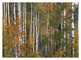 Aspen Trees In Fall Colors, Lost Lake, Gunnison National Forest, Colorado-Paper Art-18,,X14,,