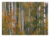 Aspen Trees In Fall Colors, Lost Lake, Gunnison National Forest, Colorado-Paper Art-26,,X20,,