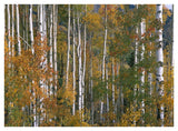 Aspen Trees In Fall Colors, Lost Lake, Gunnison National Forest, Colorado-Paper Art-42,,X32,,