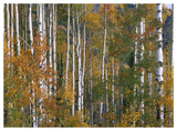 Aspen Trees In Fall Colors, Lost Lake, Gunnison National Forest, Colorado-Paper Art-50,,X38,,