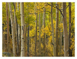Aspen Trees In Autumn, Santa Fe National Forest Near Santa Fe, New Mexico-Paper Art-18,,X14,,